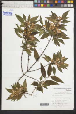 Image of Chiococca grandiflora