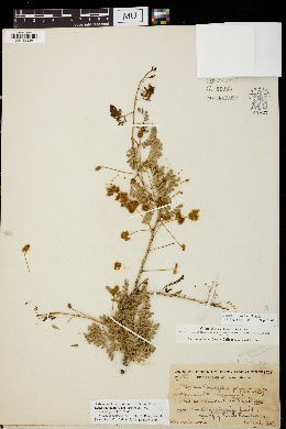 Image of Acacia peninsularis