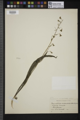 Anticlea occidentalis image