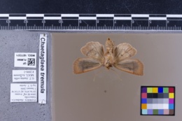 Image of Chaetaglaea sericea