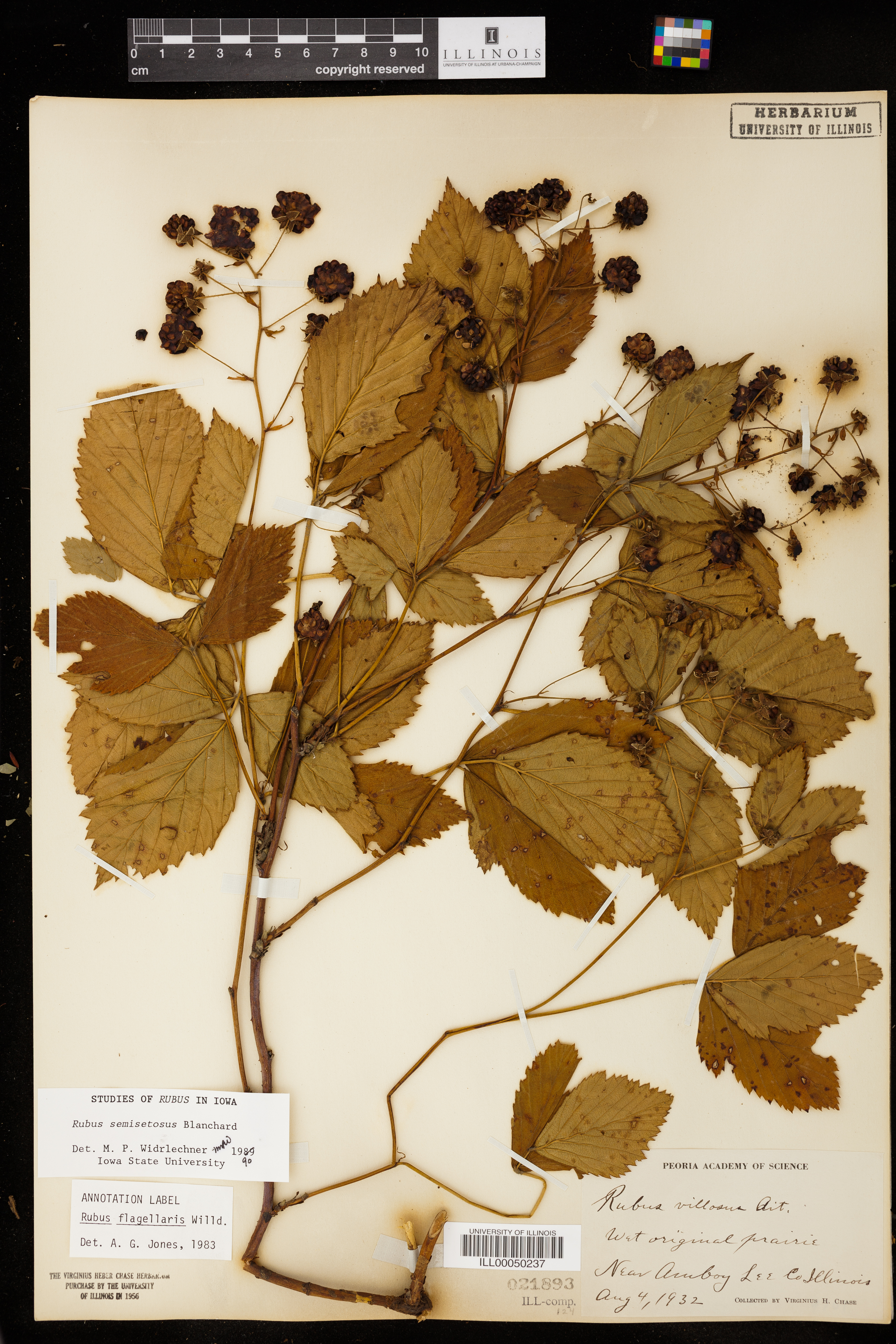 Image of Rubus semisetosus
