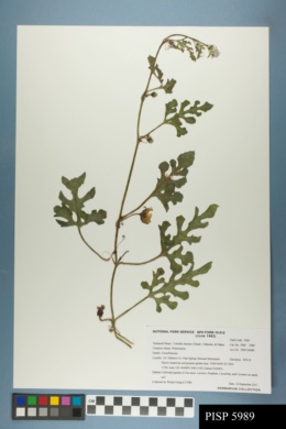 Citrullus lanatus var. citroides image