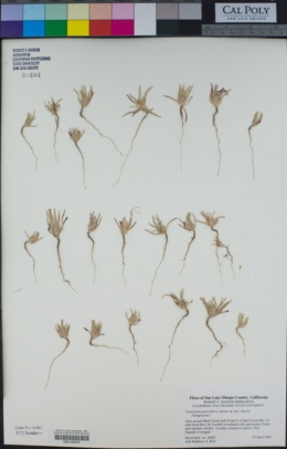 Camissonia graciliflora image