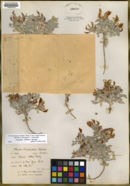 Astragalus callithrix image