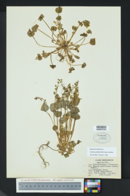 Claytonia perfoliata var. perfoliata image