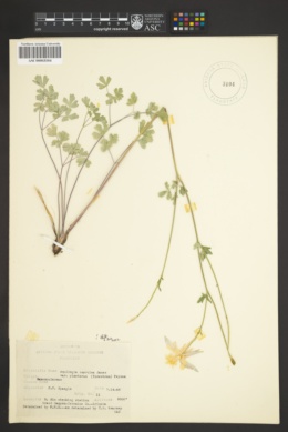 Aquilegia coerulea var. pinetorum image
