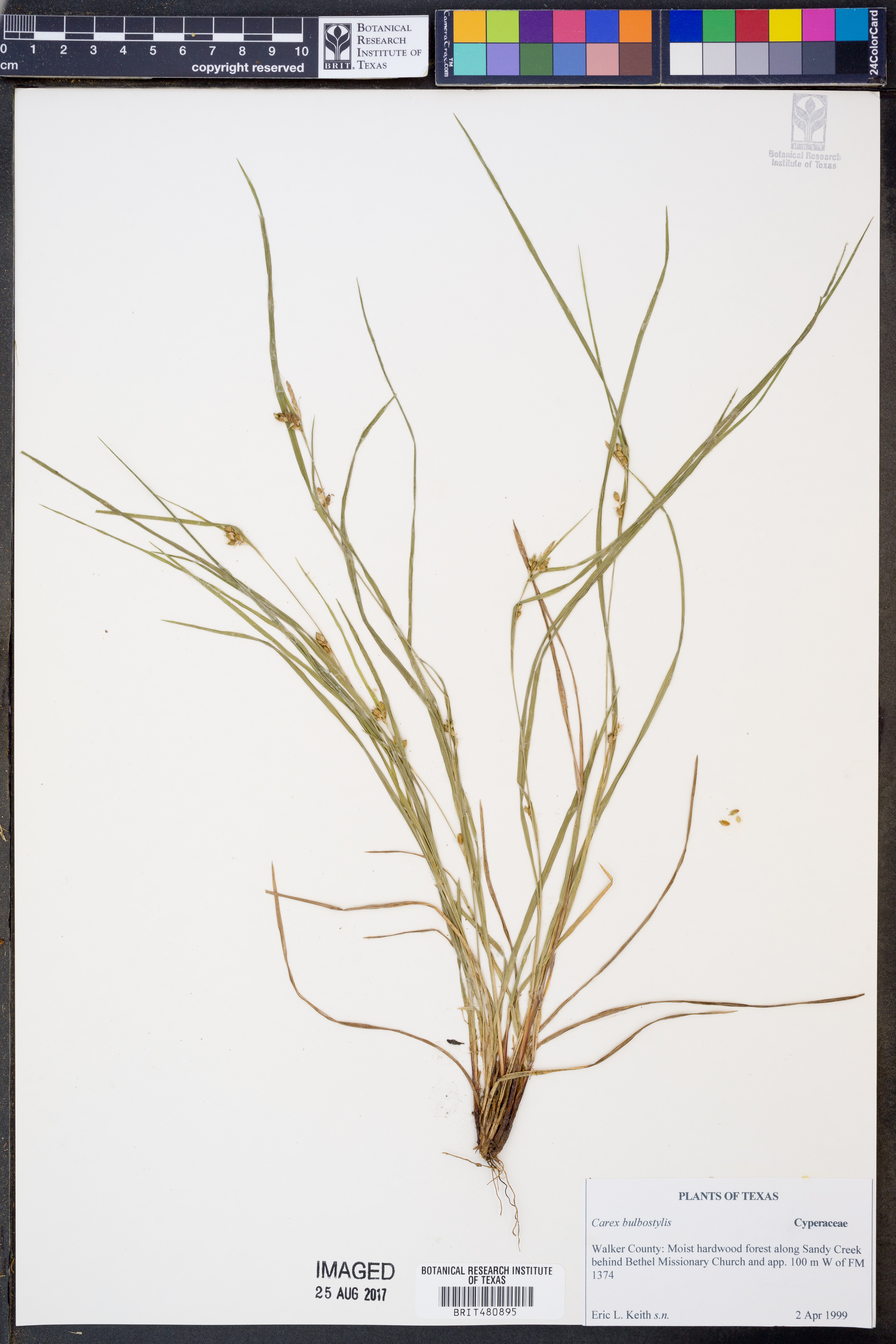 Image of Carex bulbostylis