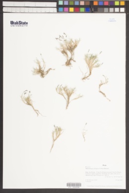 Muhlenbergia fastigiata image
