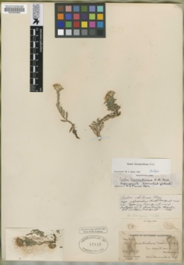 Symphyotrichum defoliatum image