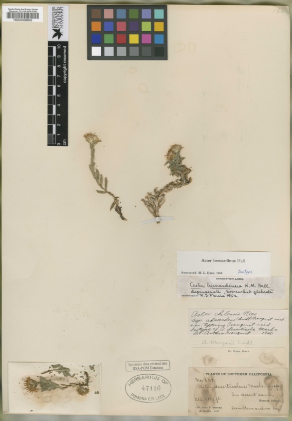 Symphyotrichum defoliatum image
