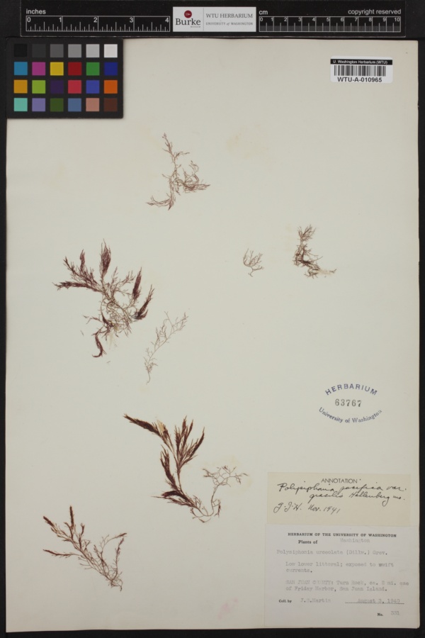 Polysiphonia pacifica var. gracilis image