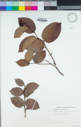 Gaultheria shallon image