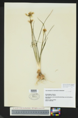 Allium rhizomatum image