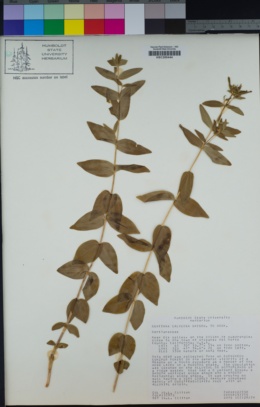 Gentiana calycosa image