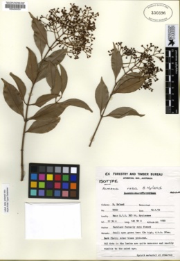 Image of Syzygium resa