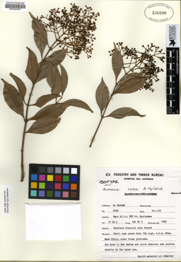Syzygium resa image