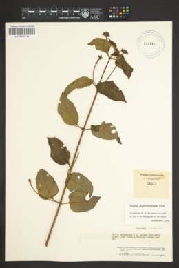 Image of Lantana glandulosissima