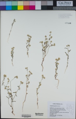 Image of Cryptantha gracilis