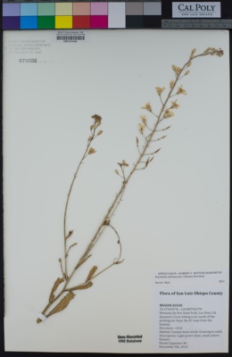 Erysimum suffrutescens image
