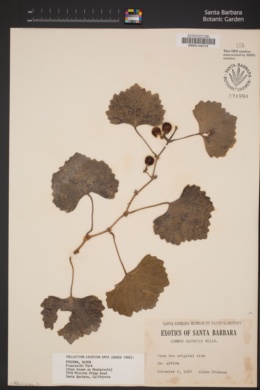 Cissus capensis image