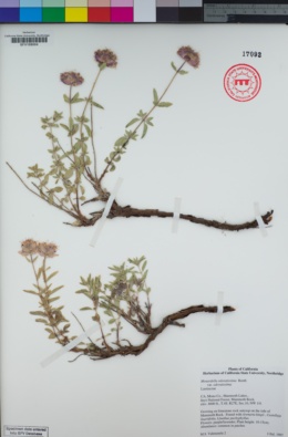 Monardella odoratissima subsp. odoratissima image