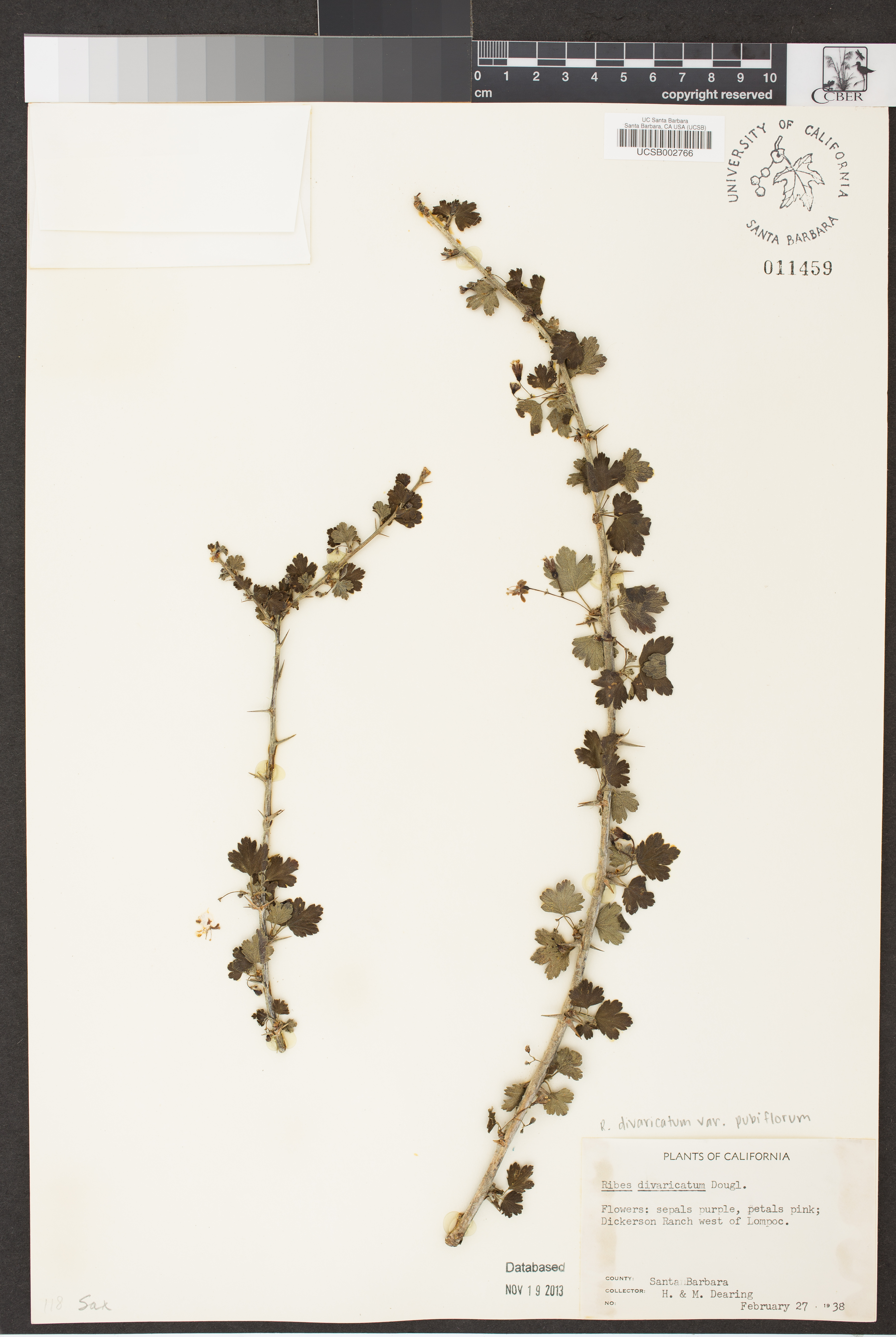 Ribes divaricatum var. pubiflorum image