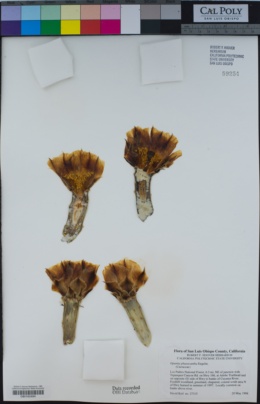 Image of Opuntia phaeacantha