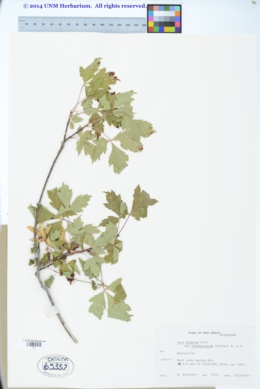 Acer glabrum var. neomexicanum image