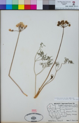 Cymopterus panamintensis var. acutifolius image