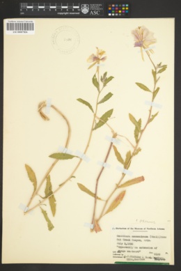 Oenothera neomexicana image
