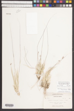 Hilaria belangeri var. longifolia image