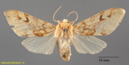 Lophocampa maculata image