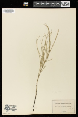Equisetum x litorale image