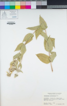 Pycnanthemum californicum image