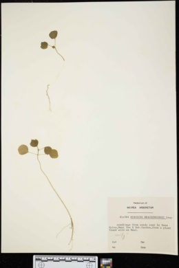Hibiscus brackenridgei image