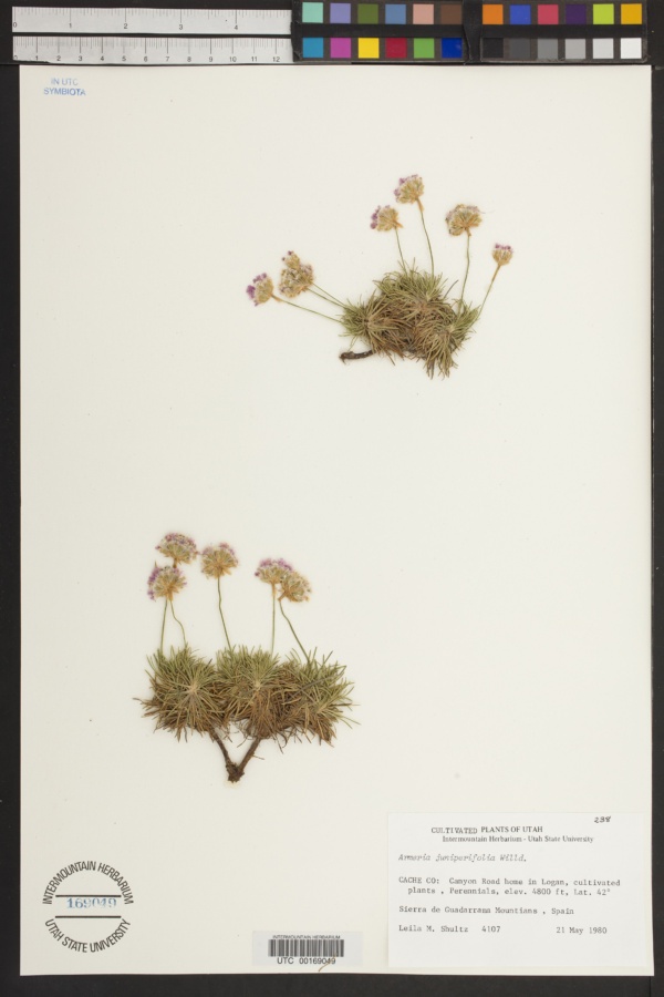 Armeria juniperifolia image
