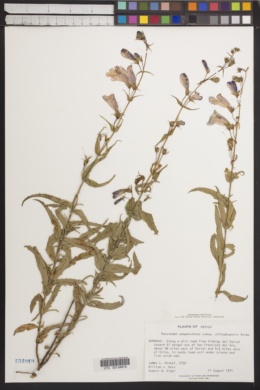 Penstemon campanulatus subsp. chihuahuensis image