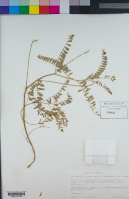 Astragalus accidens var. hendersonii image