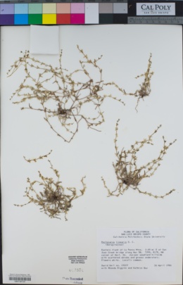 Image of Pectocarya linearis