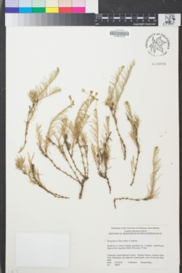 Image of Spergularia villosa