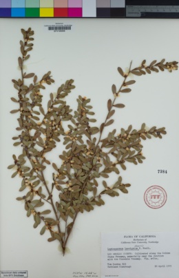Image of Leptospermum laevigatum