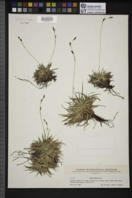 Carex firma image