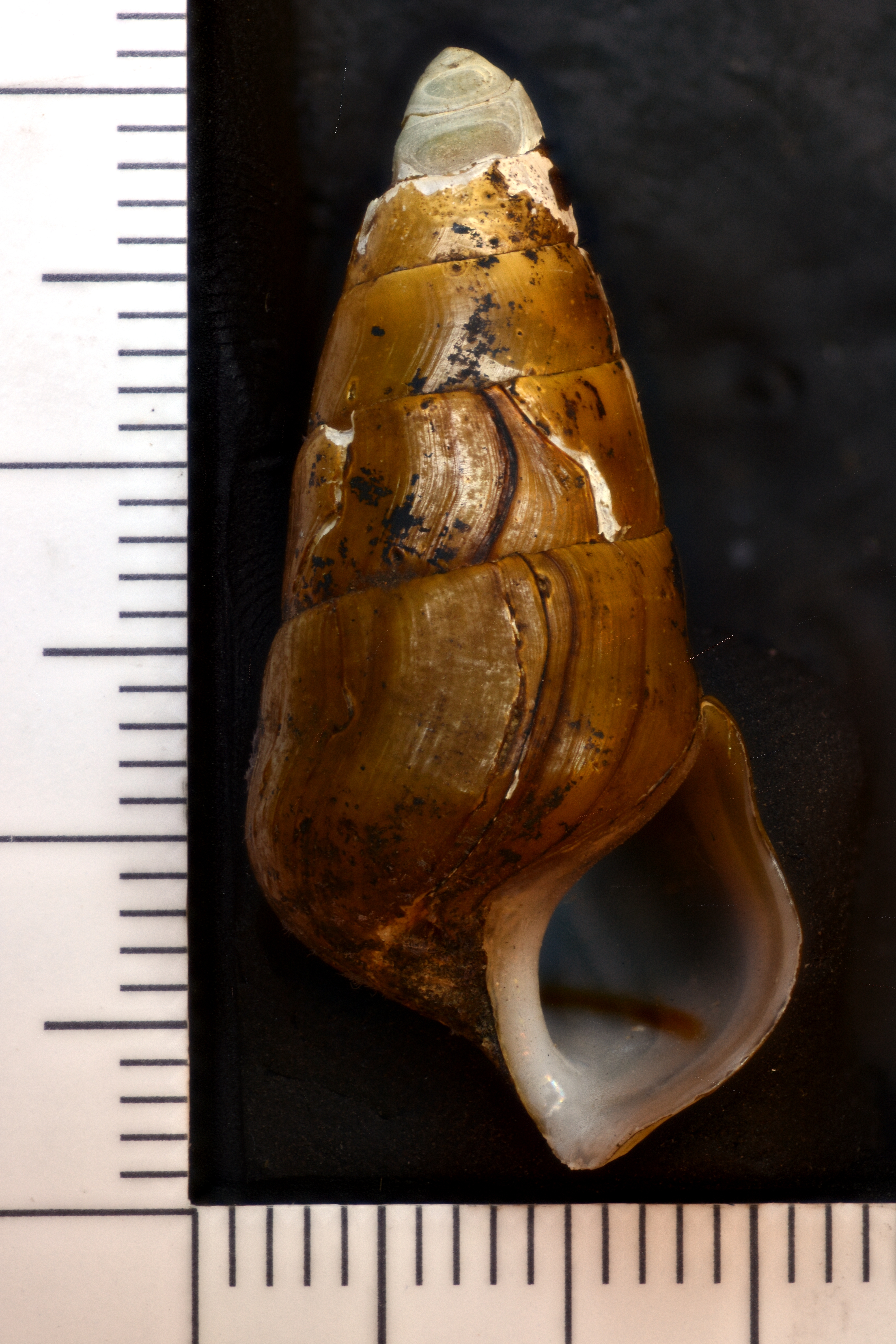 Image of Pleurocera canaliculata