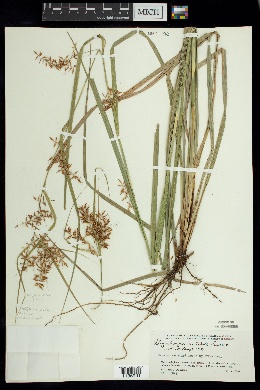 Rhynchospora aristata image