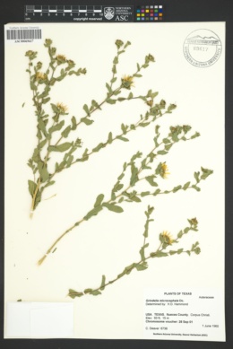 Image of Grindelia microcephala