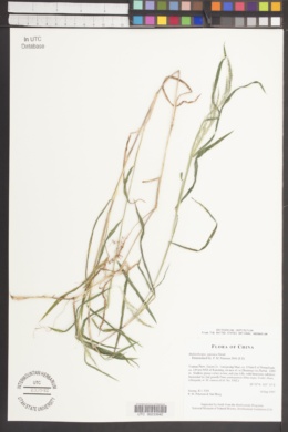 Muhlenbergia japonica image