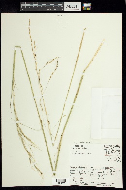 Piptochaetium virescens image