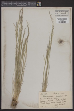 Image of Agrostis canina