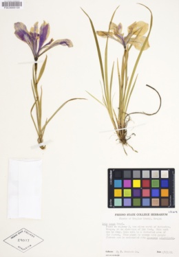 Iris tenax image