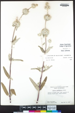 Salvia leucophylla image